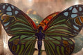 Butterfly Gift Tag - NAT
