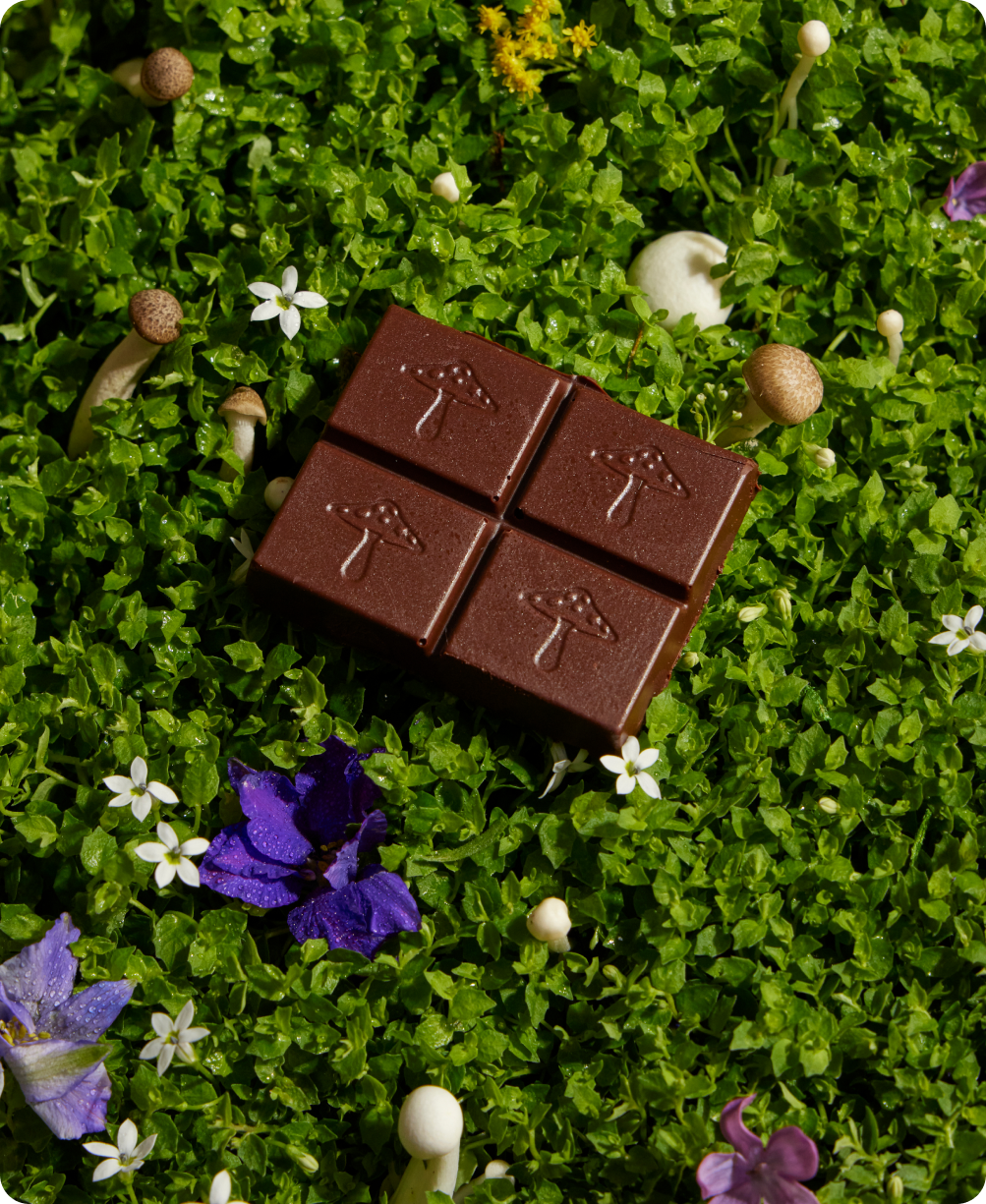 Nightcap — Alice mushroom chocolates for deep sleep