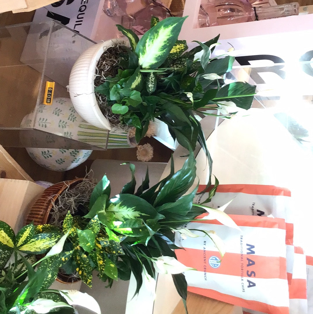 Potted Plant - Dish Garden Ceramic pot