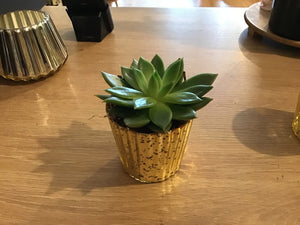 3” Potted Succulents