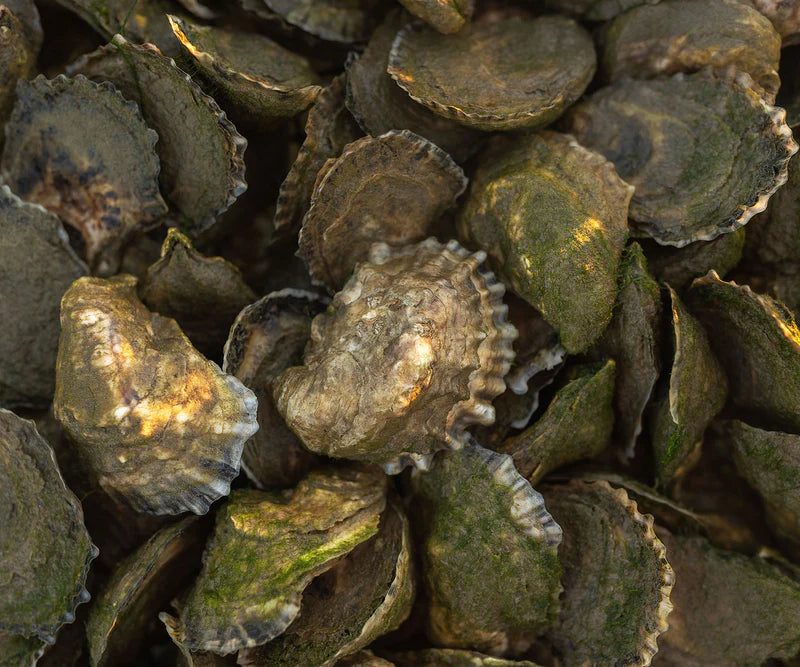 Dozen Aunt Dotty's Oysters