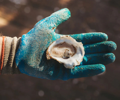 Dozen Aunt Dotty's Oysters