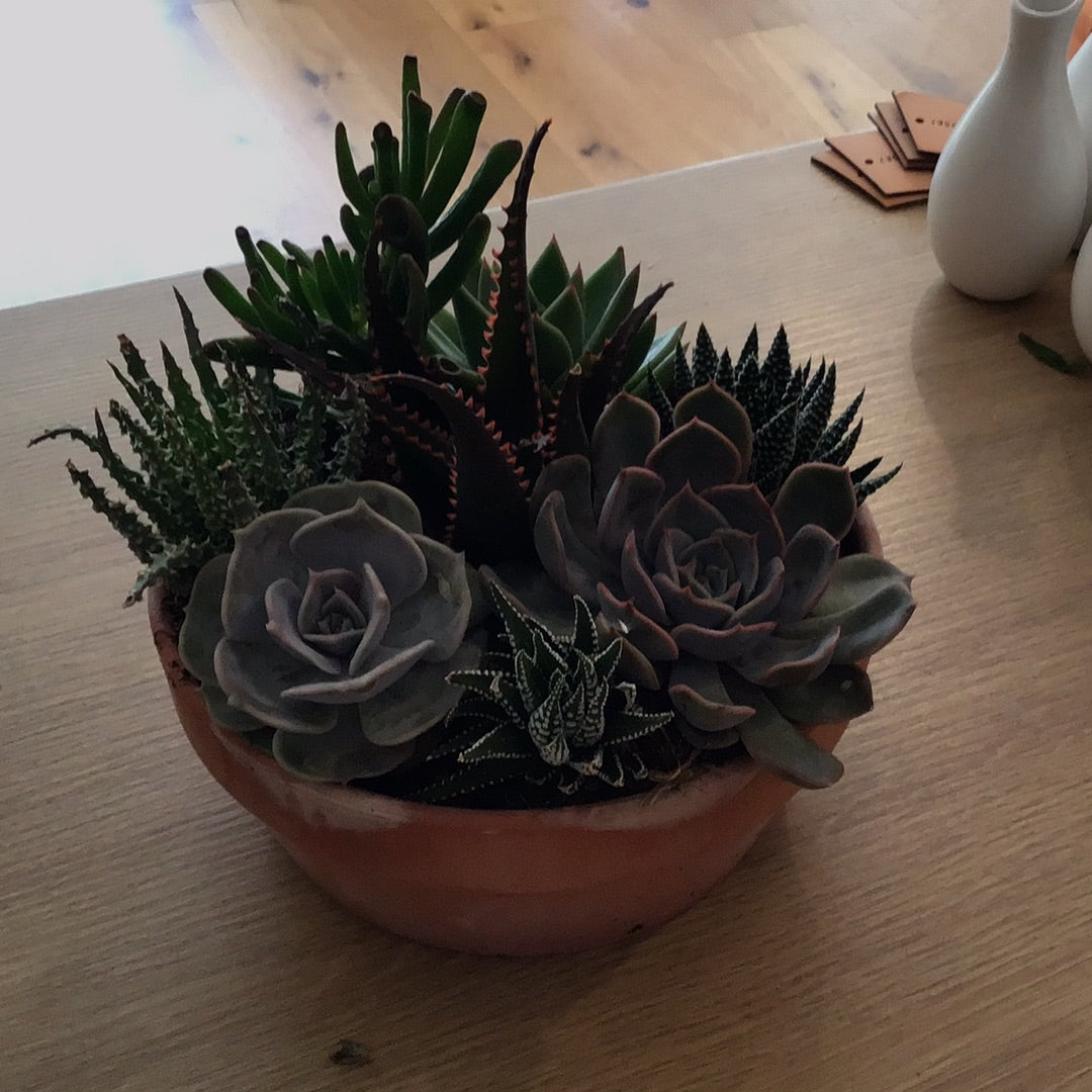 Succulent garden bowl