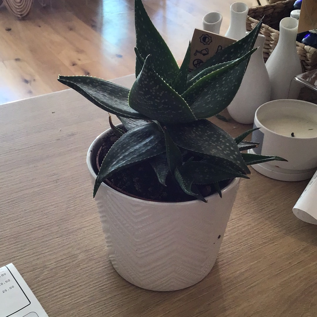 Succulent ceramic pot